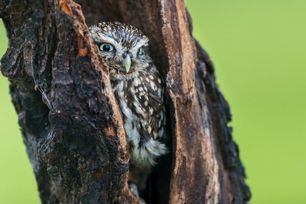 An owl sitting in a crevice of a tree