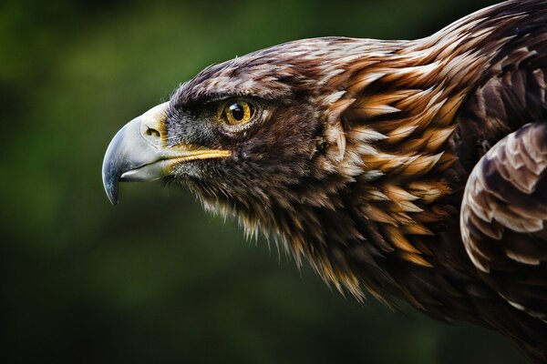 Cabeza de águila en primer plano de perfil