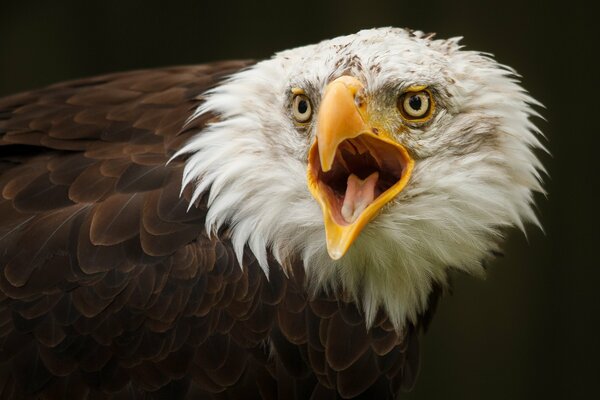 Uccello. uccello rapace. aquila. aquila calva