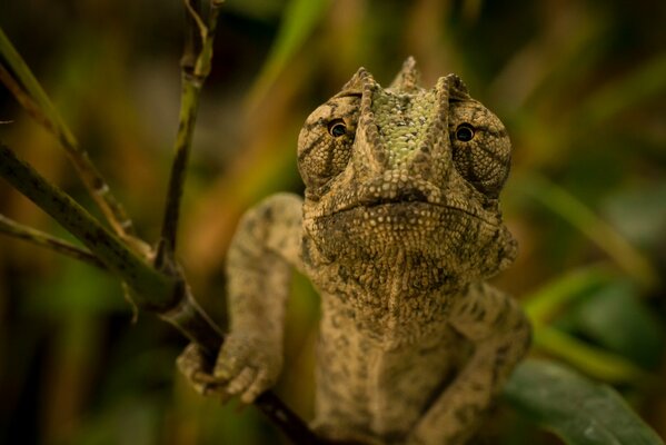 A chameleon is sitting on a green branch