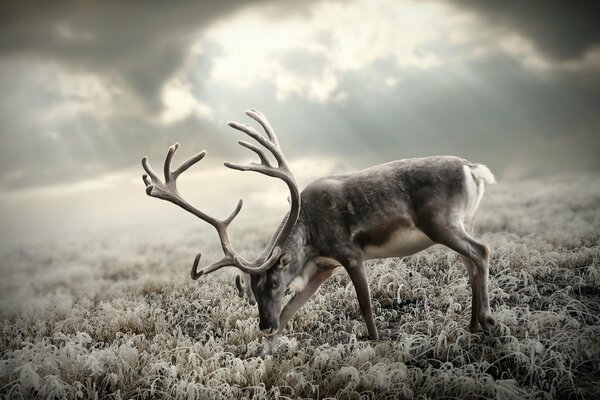 A horned deer on a frosty day