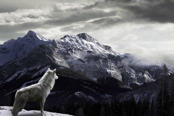 Einsamer Wolf auf dem Hintergrund eines Berges