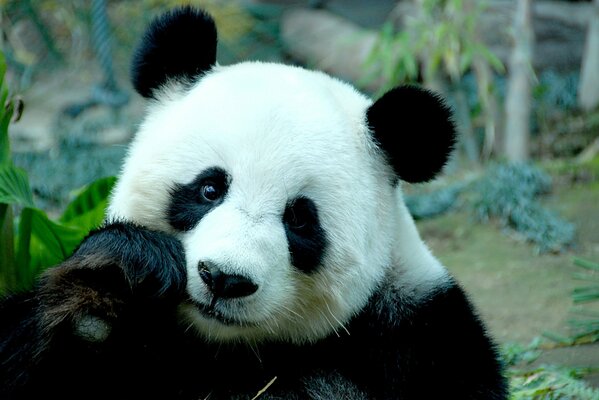 Ein nachdenklicher Panda im Vordergrund