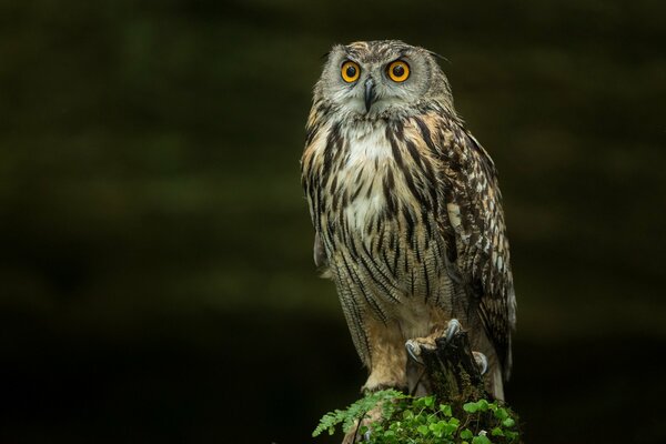 Owl on the background of nature