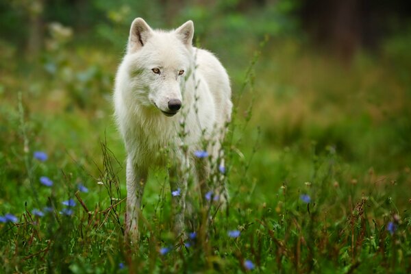 Loup Arctique sur l herbe verte