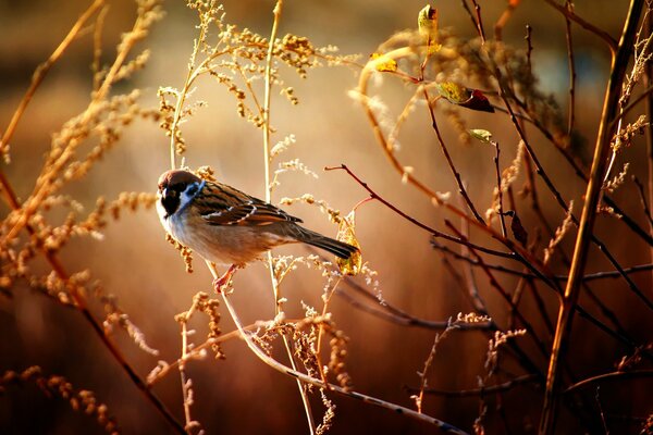 Beau moineau assis sur une branche