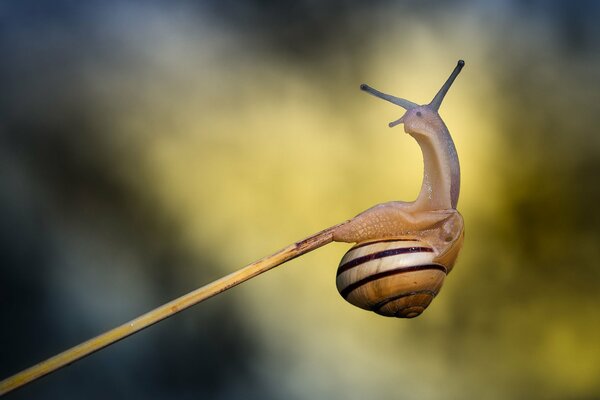 Gestreifte Schnecke auf einer Stange