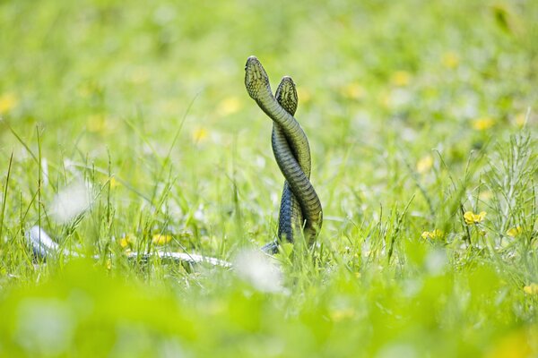 Amour de serpent sur l herbe verte