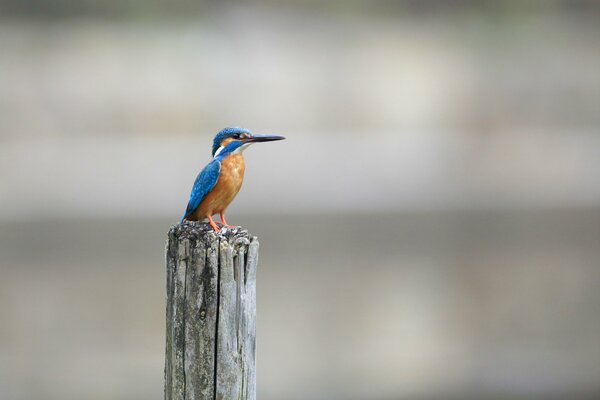 Martin pescatore. Uccellino sul palo