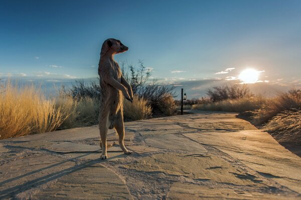 A meerkat stands on its hind legs in the middle of a sandy African road