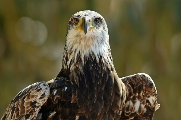 Eagle. A bird with a piercing gaze