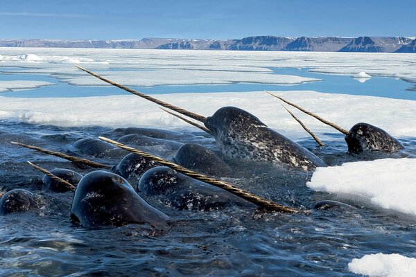 Oceano freddo con blocchi ghiacciati