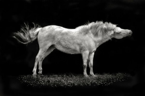 Black background, white horse