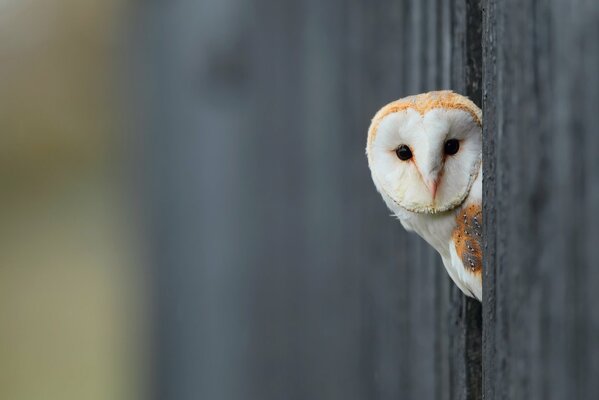 A white owl on a gray background peeks out of a crack