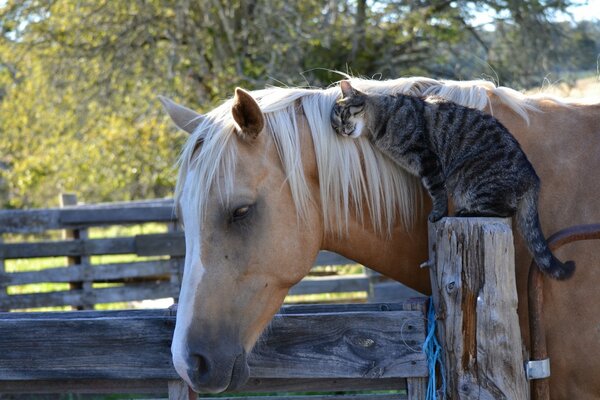 Ternura entre caballo y gato