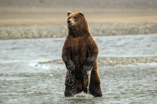 Brown bear. Stand in the water