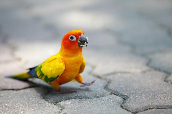 A bright parrot collecting crumbs