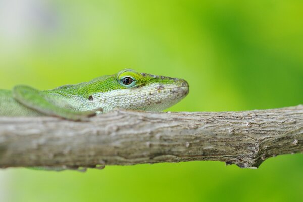 Lézard sur une branche sur un fond de nature verte