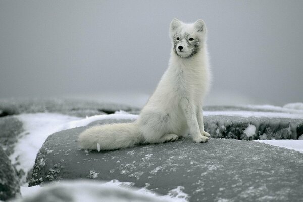 White polar fox arctic fox sitting on the rocks