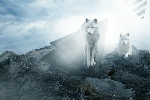 Lobos blancos en las rocas