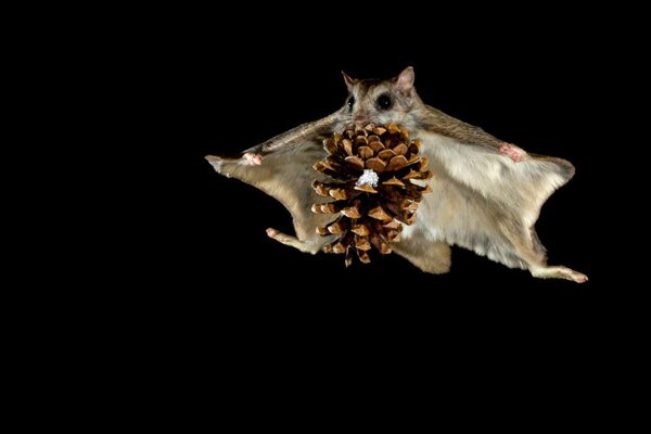 Vuelo nocturno de una ardilla con una protuberancia