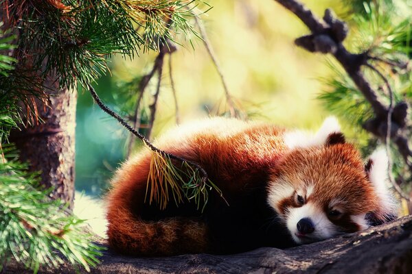 Panda rosso che dorme su un ramo nella foresta