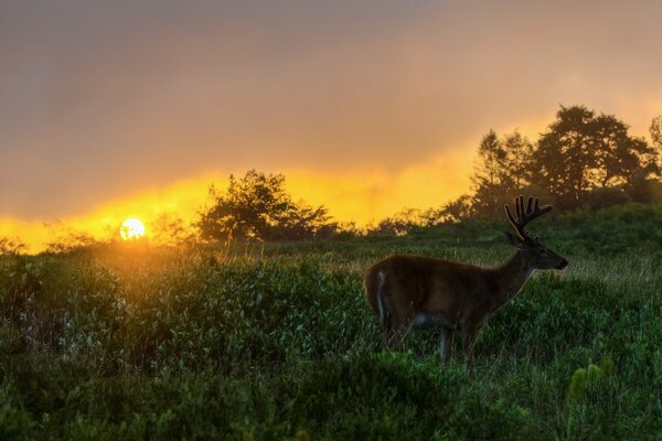 Junger Hirsch bei Sonnenuntergang im Feld