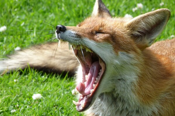 A hot fox yawns on the grass