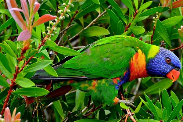 Cacatúa guapo en los bosques de África