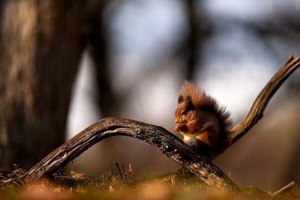 A red squirrel is sitting on a branch