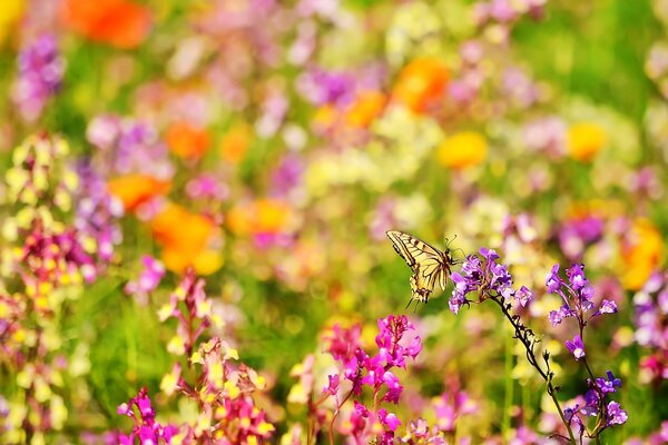 Bunte Wildblumen auf verschwommenem Hintergrund