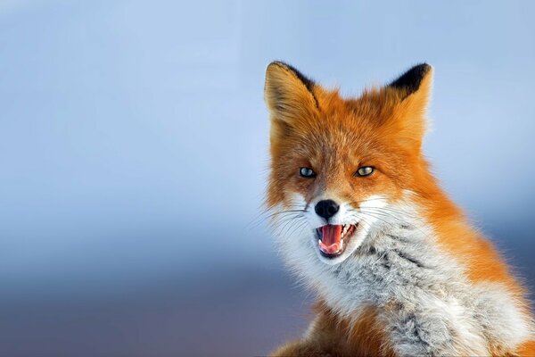 Photo of a red fox on a blue background