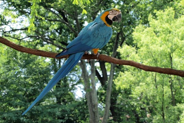 Pájaro azul loro guacamayo