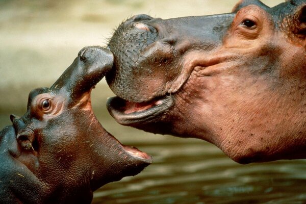 Hipopótamo, niños hipopótamos, animales grandes