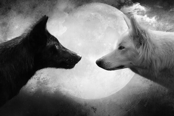 Deux loups dans l obscurité sous la lune blanc et noir