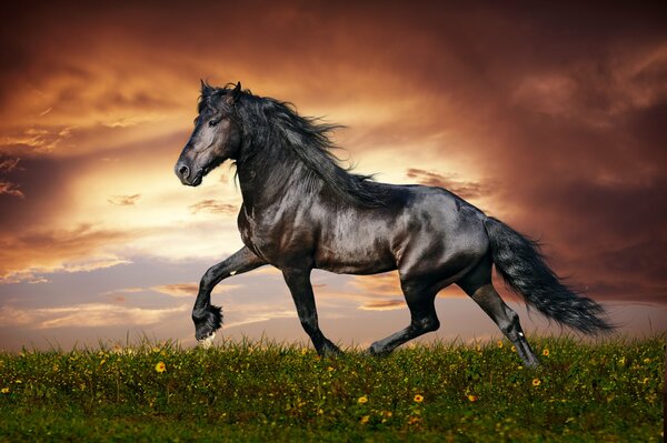 El caballo se precipitó al atardecer sobre la hierba