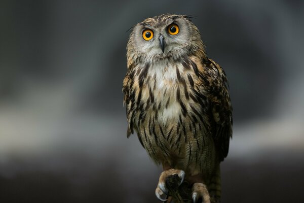 The thoughtful gaze of a curious owl