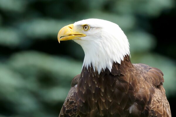 Águila calva con mirada rapaz