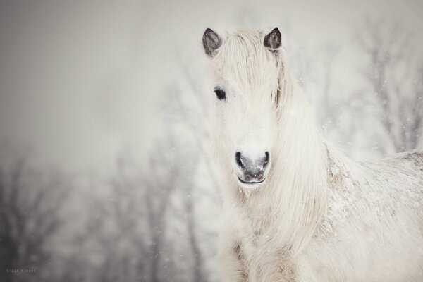 Cavallo bianco innevato. Neve