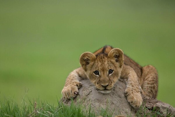 A little lion cub is lying on a stone