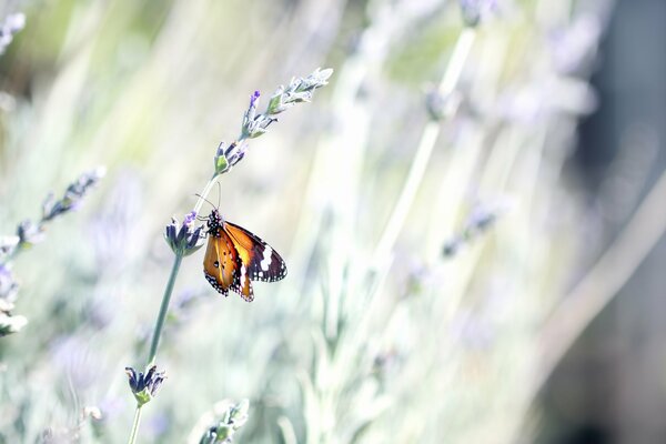 Papillon lumineux sur jeune lavande