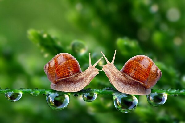 Treffen von Schnecken auf einem Blatt im Regen