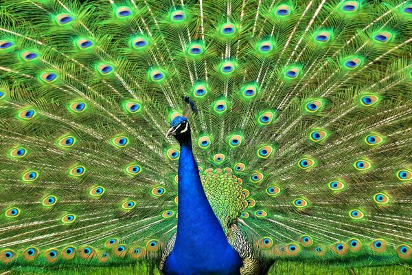 A gorgeous peacock opened its tail of bright feathers