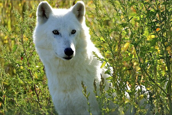 Weißer Wolf unter den Büschen in Erwartung