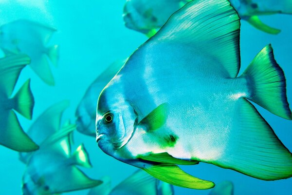 Freundliche Fischschwärme im Meer