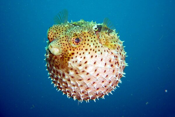 Pesce a forma di palla sott acqua