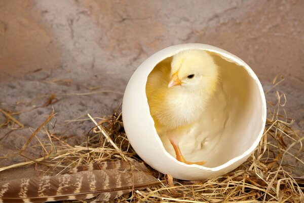 Pollo, cáscara de huevo, eclosión de pollo, pajarito