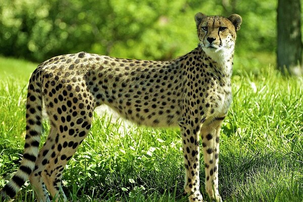 Spotted cheetah on green grass