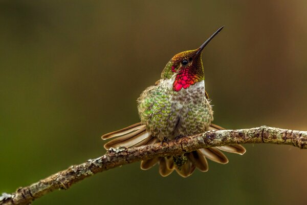 Colibri assis sur une branche d arbre