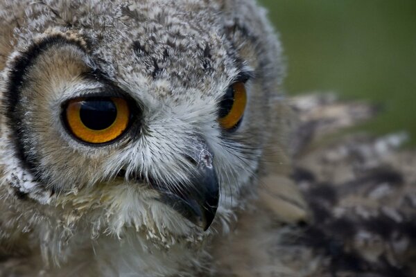 Tête de hibou avec les yeux ouverts